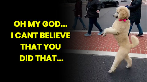 Funny Puppy Walk | He Did It