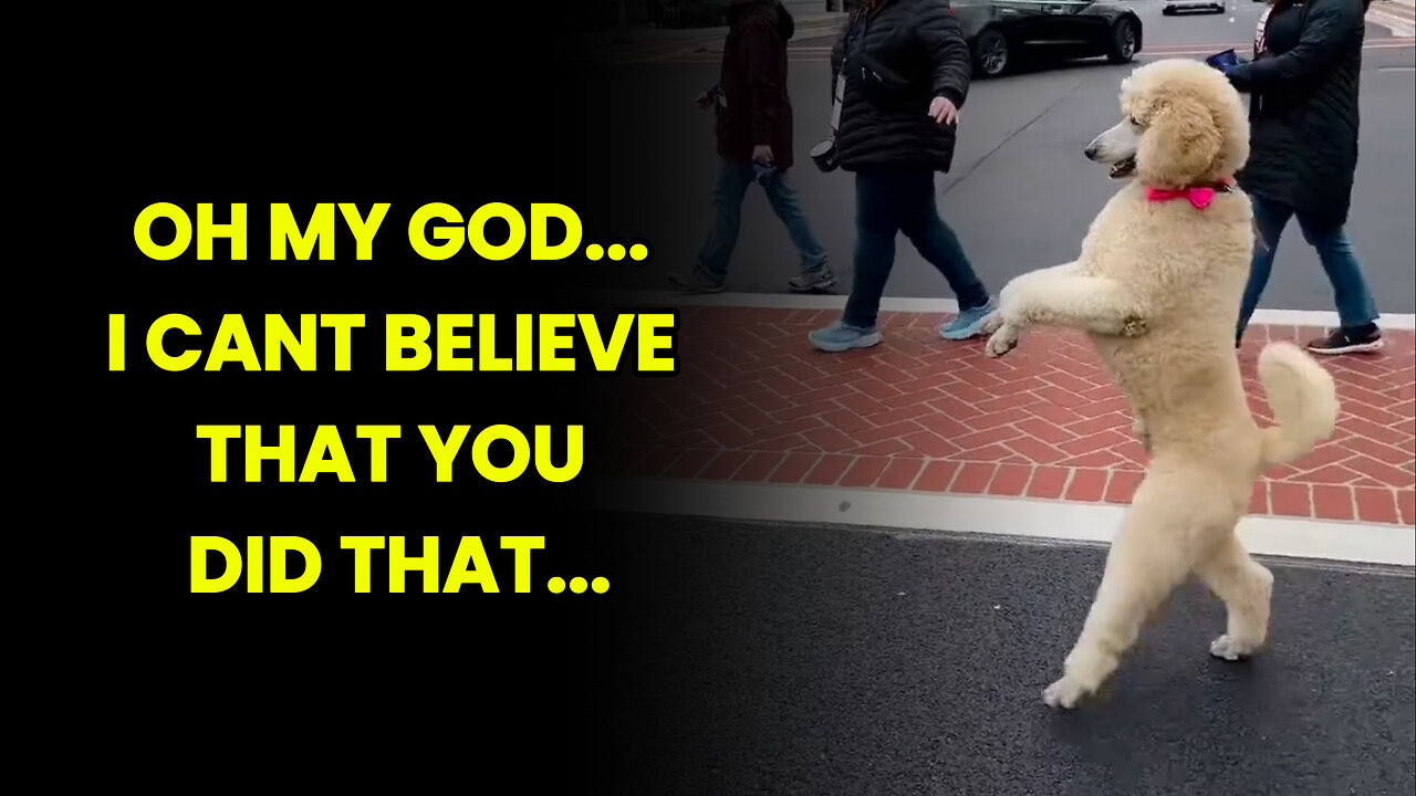 Funny Puppy Walk | He Did It