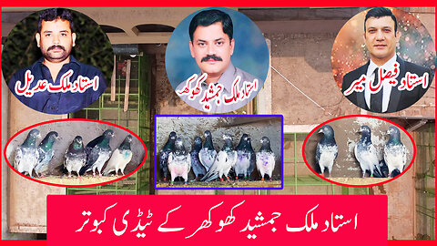 Taddy Pigeons Of Ustad Malik Jamshaed Khokhar || Watch In HD || Urdu/Hindi
