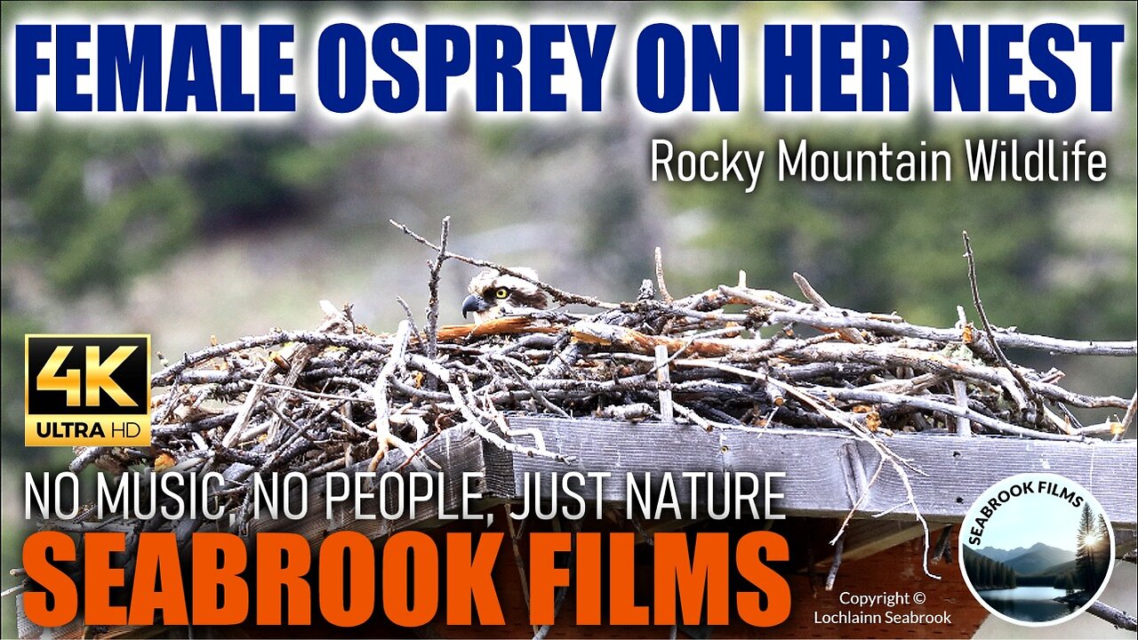 Female Osprey on Her Nest: Rocky Mountain Wildlife