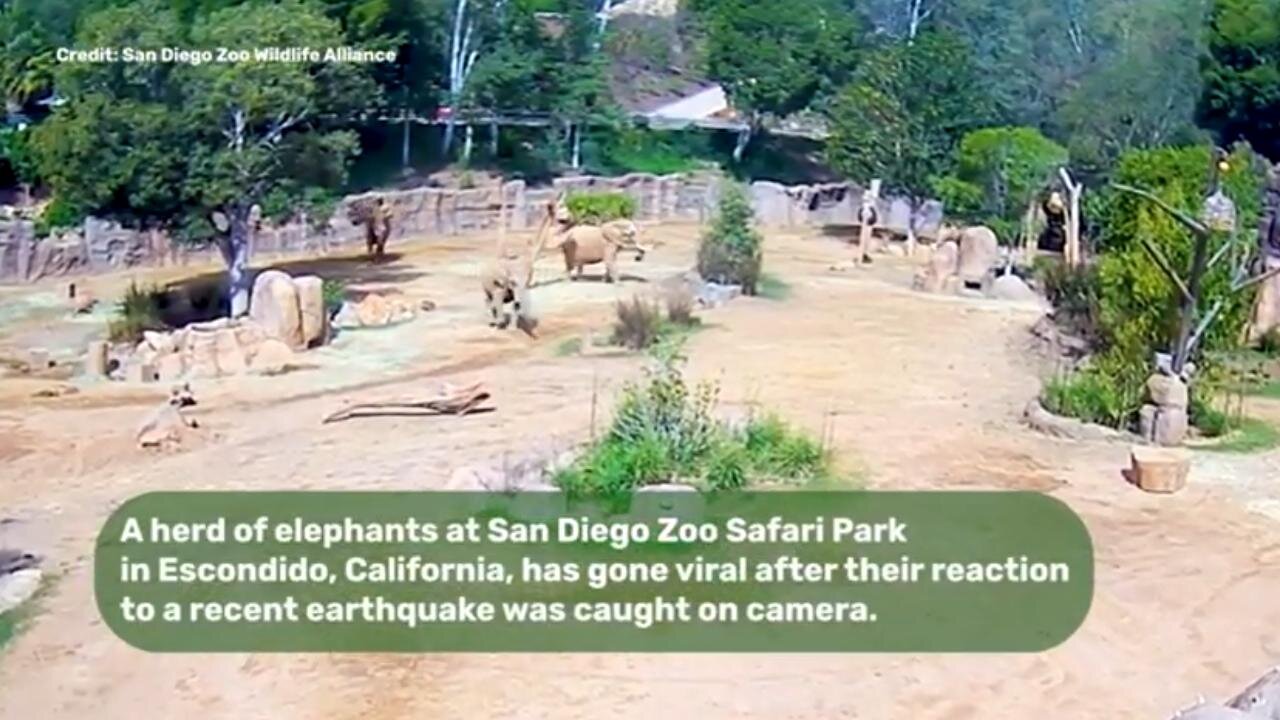 AMAZING! Check Out How Elephants Respond to an Earthquake! ~ by IFLScience