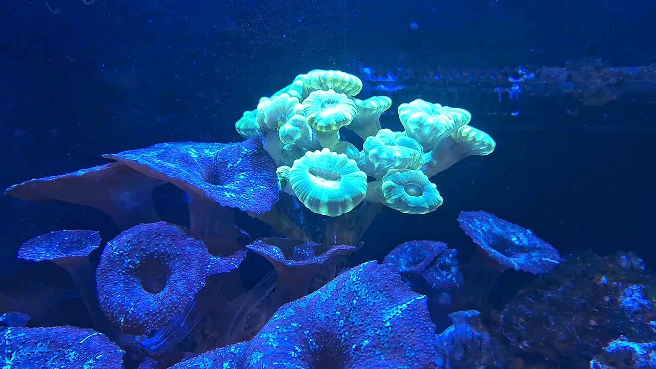 Salt water aquarium maintenance