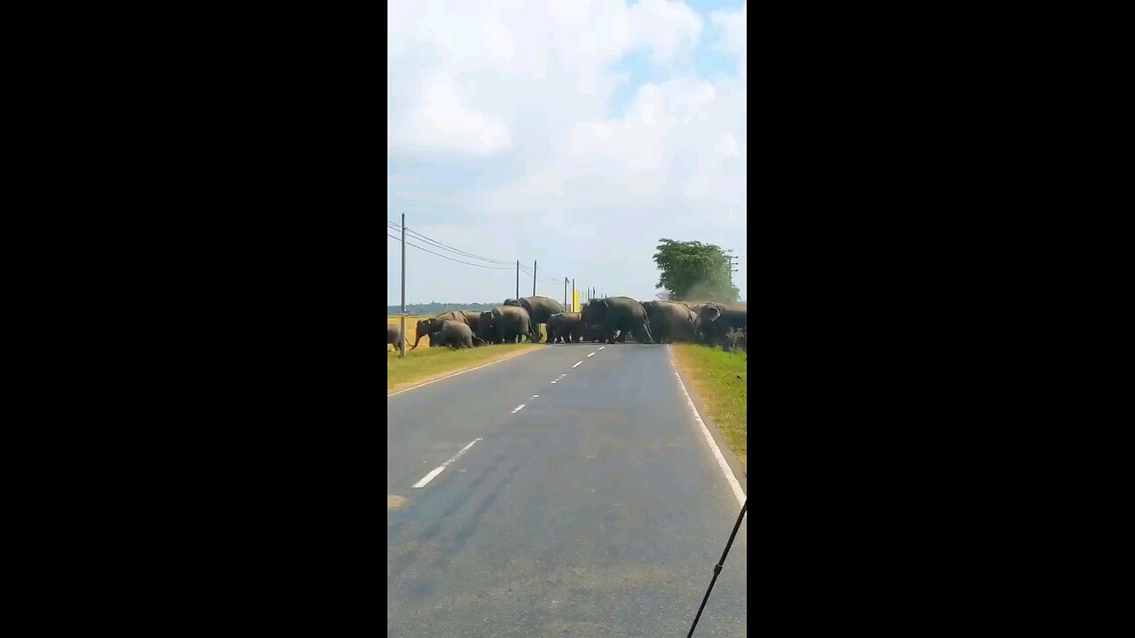 Elephant