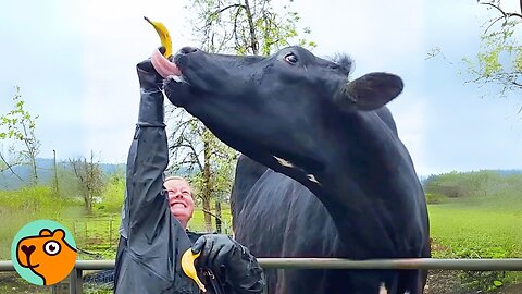 Tallest Bull Doesn’t Know How Big He Is And Wants Cuddles | Cuddle Buddies