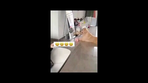 Animals being funny