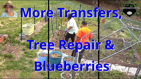 More Transfers, Tree Repair & Blueberries - #catshobbycorner #gardening