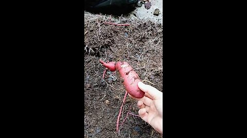 harvesting sweet potato,amazing experience 👍🇺🇸🇺🇸
