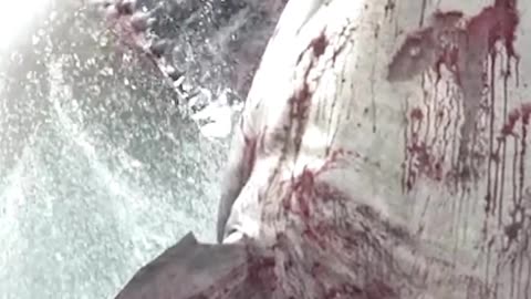 They thought they had caught a megalodon 😳😱