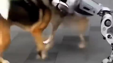 Robot and dog fight #dogs #robots #airobot #cats #animals #viral