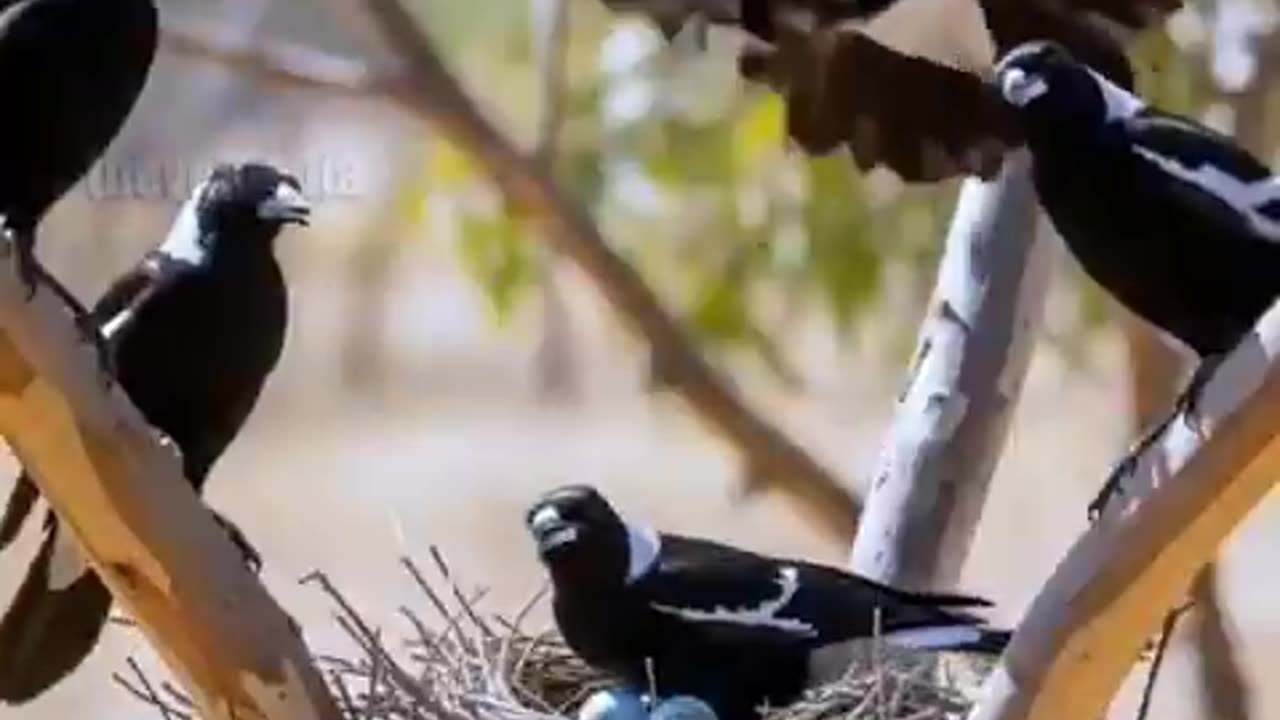 لحظة خطيرة، يقترب ثعبان من عش مليء بصغار الطيور