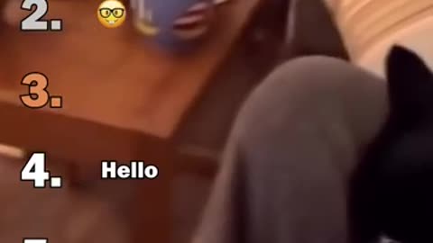 Ranking Best Black Cats Void Moments