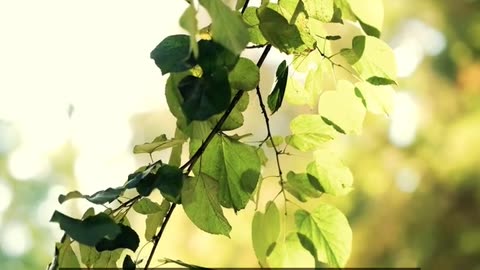 Daily Horoscope | Pisces 🌟