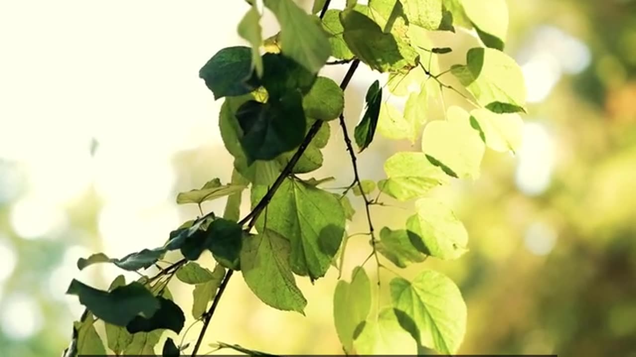 Daily Horoscope | Pisces 🌟