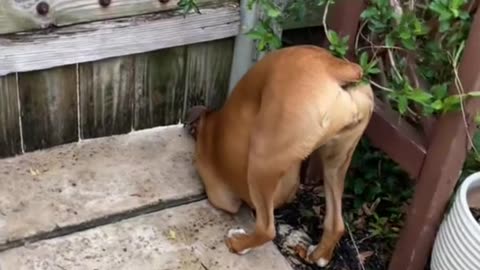 Funny pets