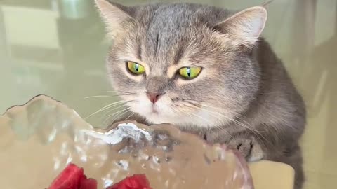 Cat： Is this delicious？ Give me some to eat.