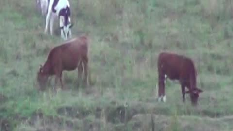 cow