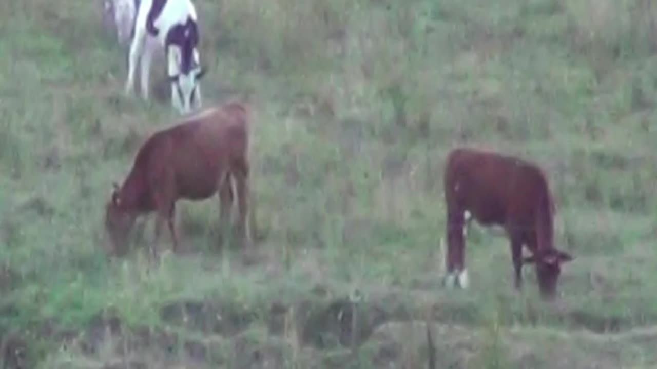 cow