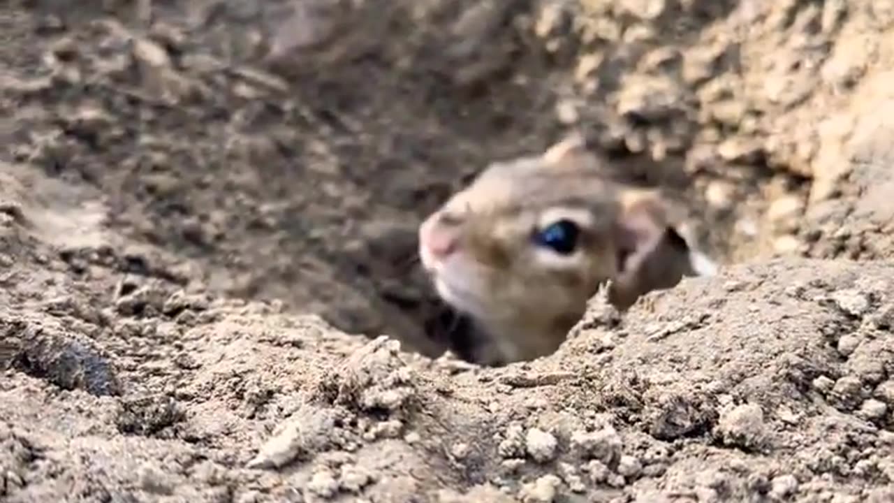 ✨ Cute Squirrel 🐿️