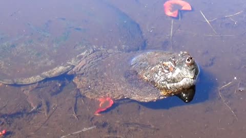 Snapping Turtle