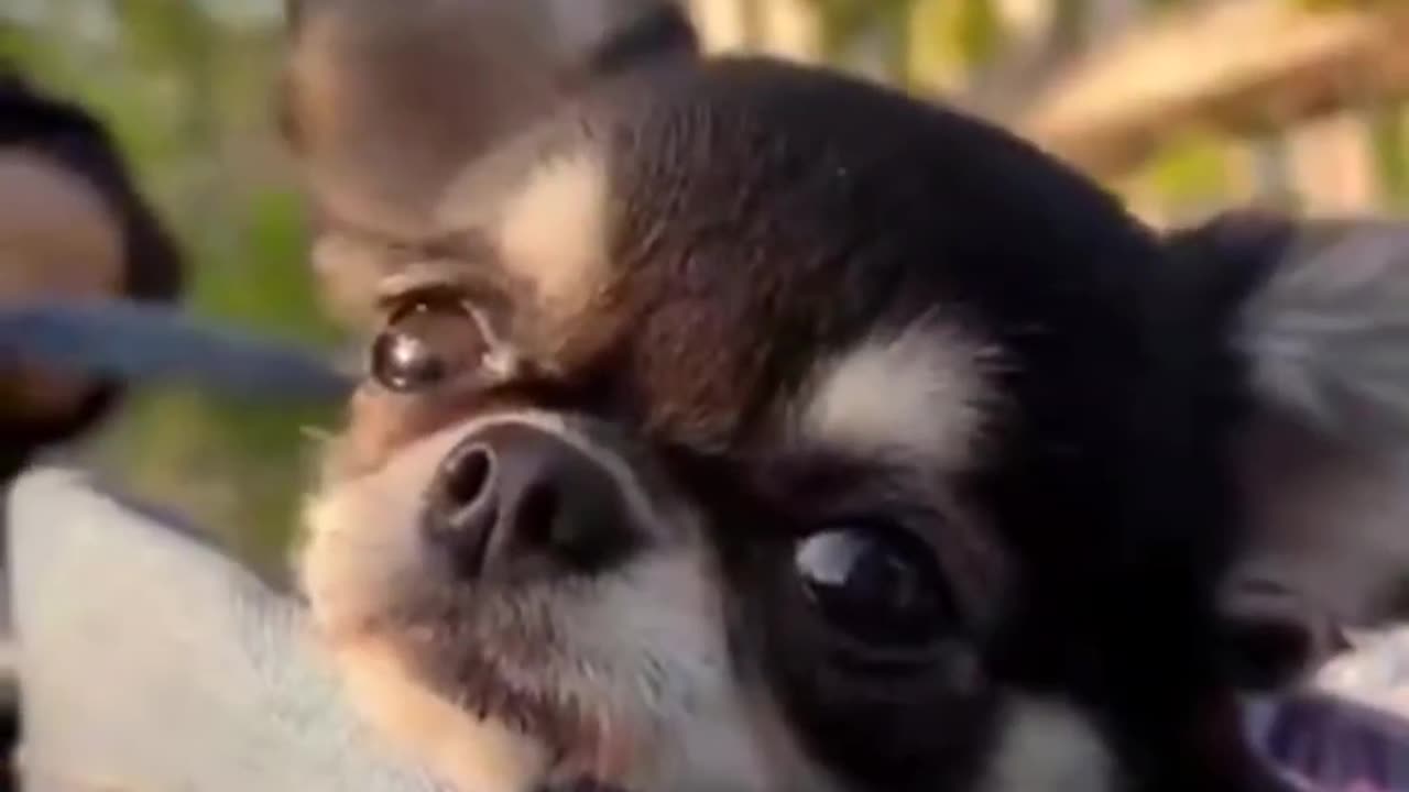 Cute Cats & Kittens | Comedy Gold Compilation 😹🎶