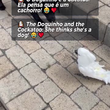 🐶 The Doguinho and the Cockatoo: She thinks she's a dog! 😂❤️