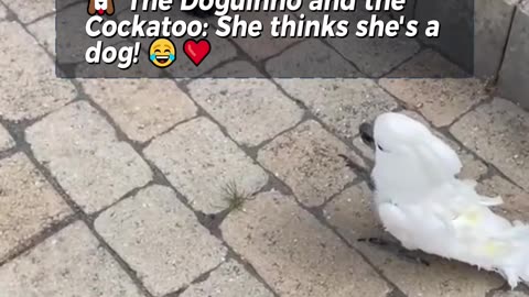 🐶 The Doguinho and the Cockatoo: She thinks she's a dog! 😂❤️