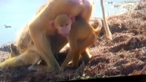 Mother Baboon Shares a Drink with Her Baby 🥹💧| Pure Wild Love Caught on Camera