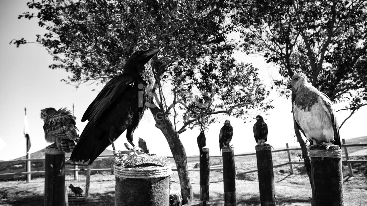 Ayaw Kabalaka: Palandonga ang mga Uwak ug mga Liryo