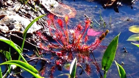Round-leaved sundew