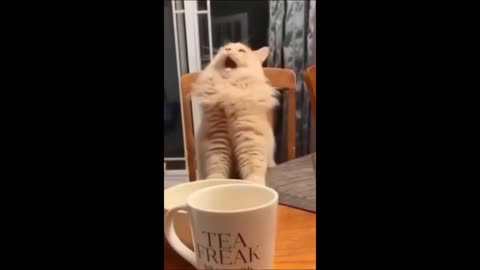 Animals being absolute MENACES!