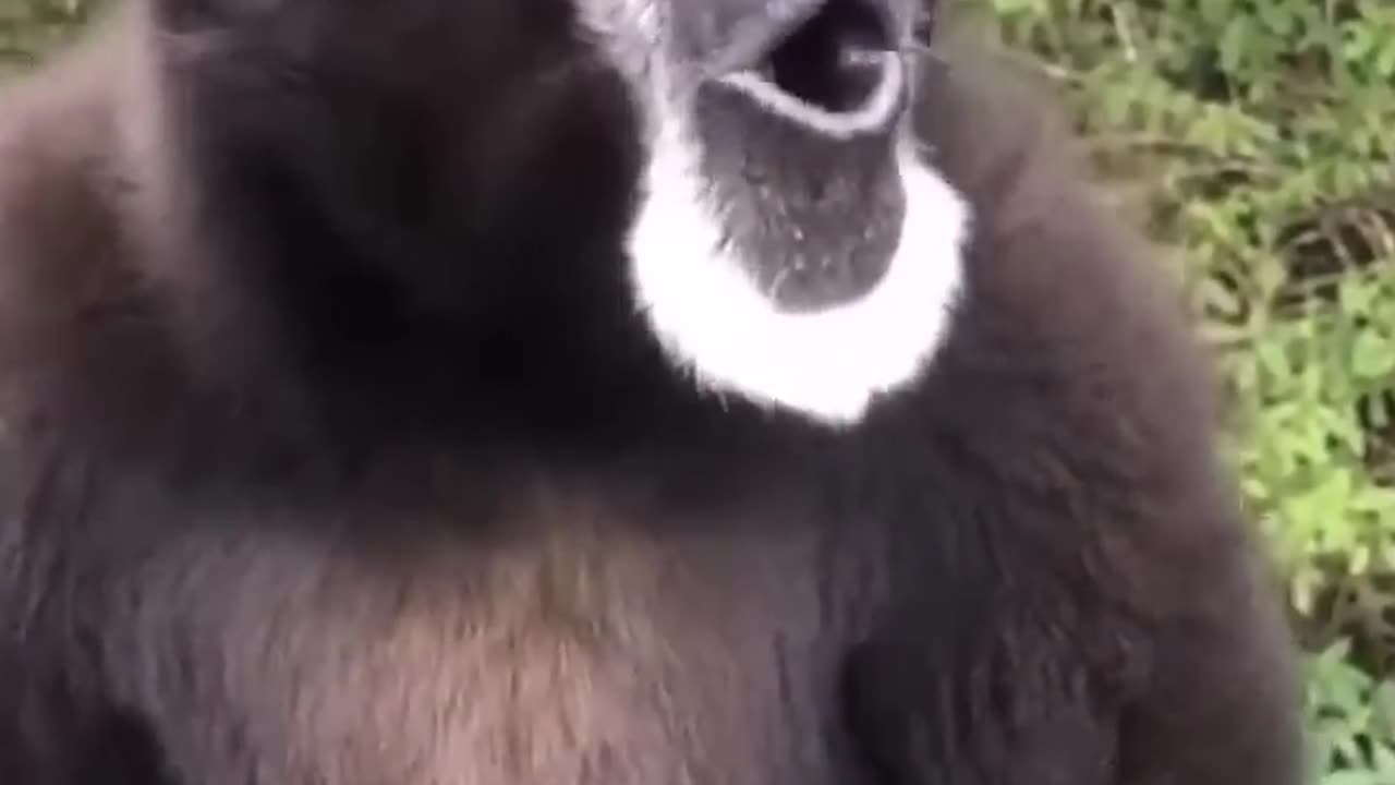 Monkey making weird noises