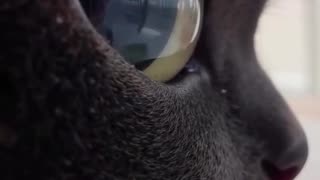 Cat judgement and purring