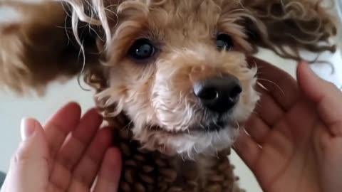 my mikki dogs ai