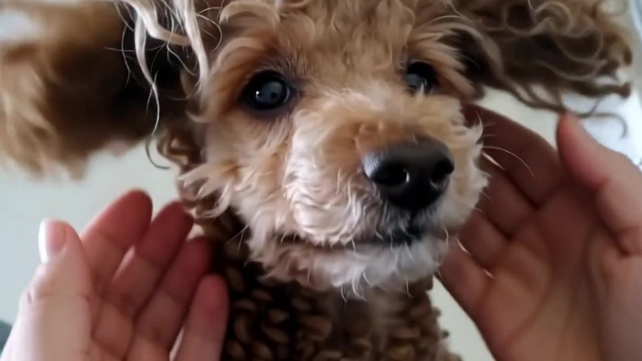 my mikki dogs ai