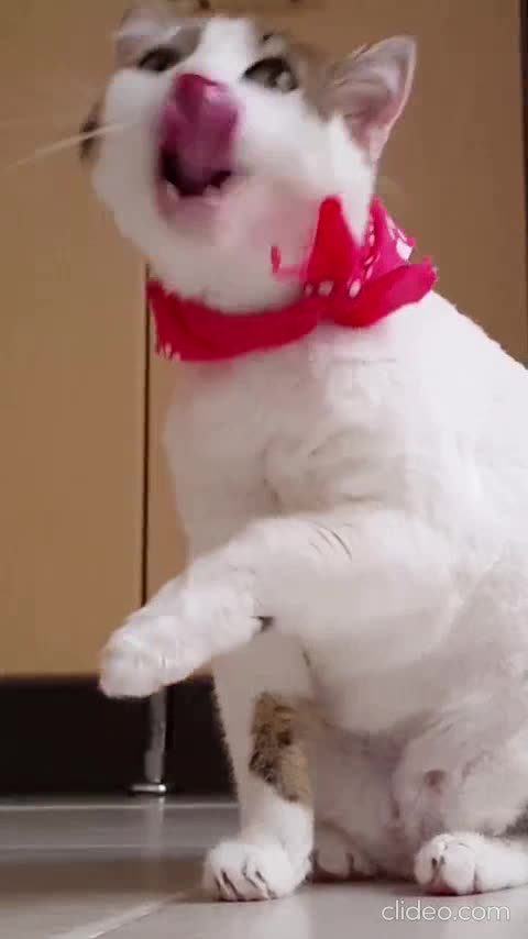 FILME A era dos bichos completao.mp4