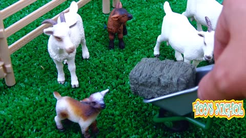 Milking Goats on the Farm to Sell at the Market