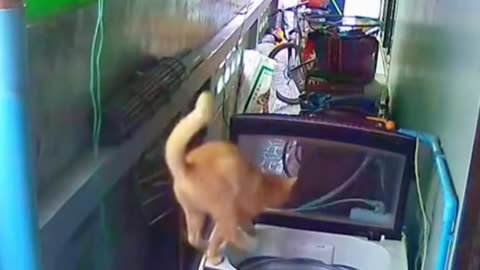 A Funny cat video