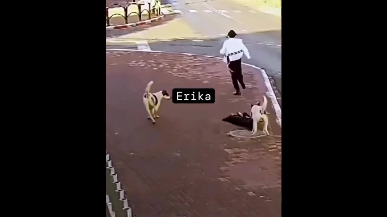 Dogs Chase Down Orthodox Jew (Funny)