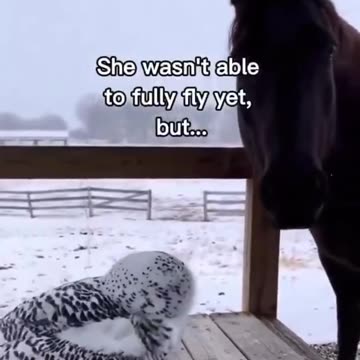 A horse and his owl!!! 🦉🐎