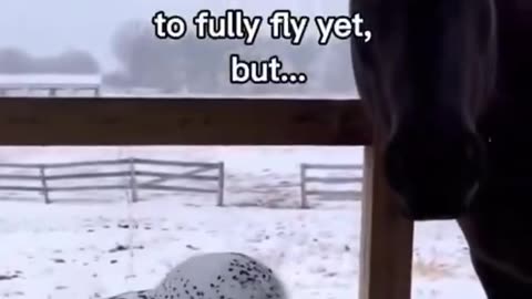 A horse and his owl!!! 🦉🐎