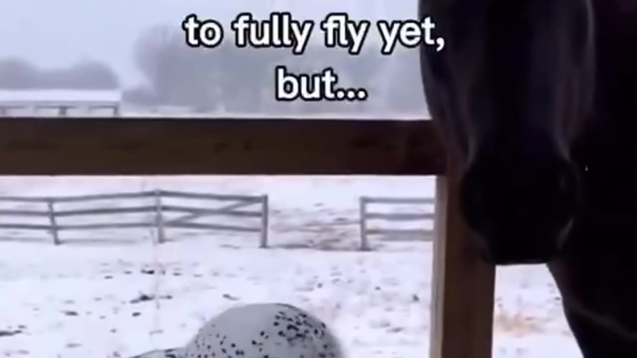 A horse and his owl!!! 🦉🐎