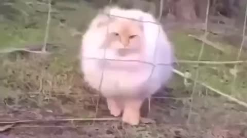 Pilots need to have a minimum of 1200 flying hours to drop off something on a moving ship