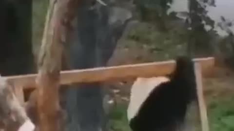 Animal Funny Videos 2025