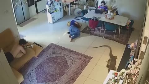 Wild Animals Invading Cities Caught on Camera