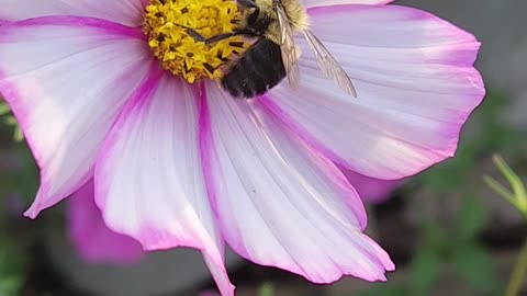 The prettiest Wildflower with the most beautiful Bee.