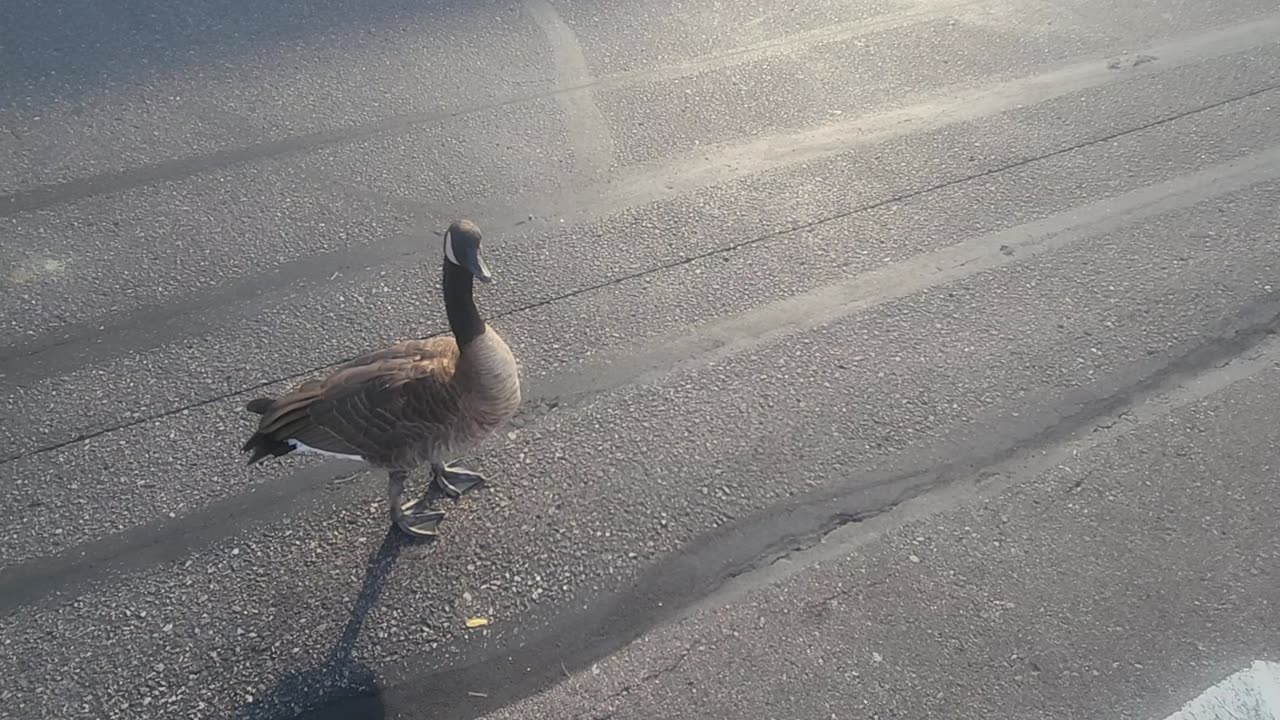 Canadian Geese shitting