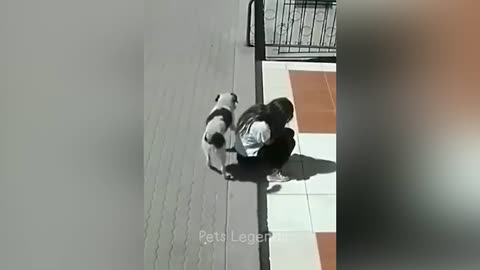 animal