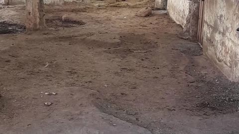 caballo