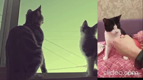 os gatos engraçados