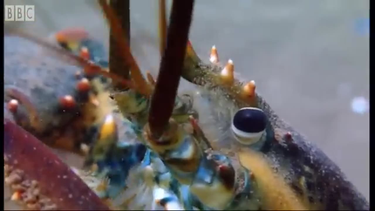 ‎Emperor Penguins v Leopard Seal | Blue Planet | BBC Earth